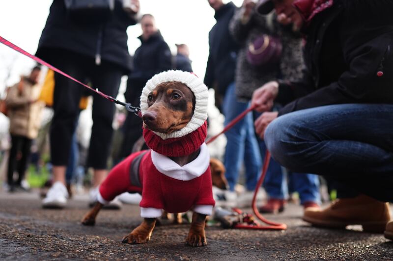 Santa suits were a popular choice among sausage dog owners