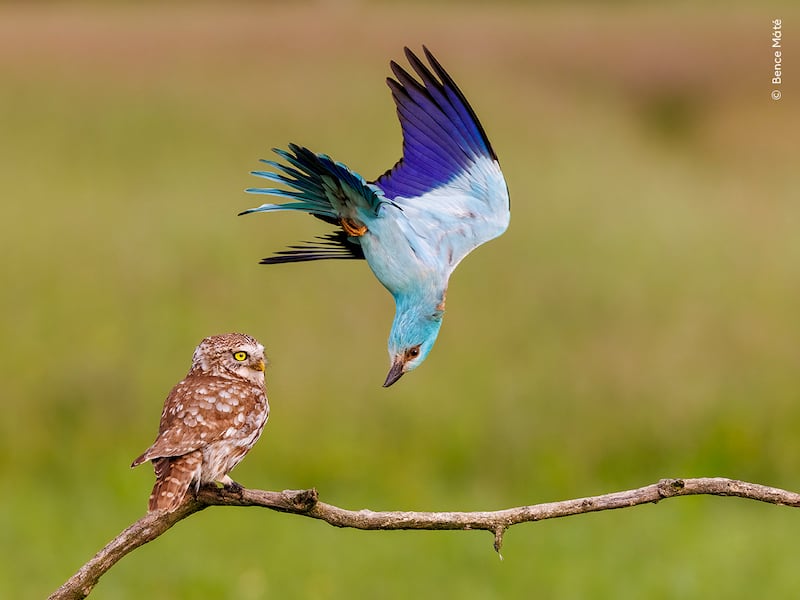 A European roller defends its territory from a bemused-looking little owl in Kiskunság National Park, Hungary.