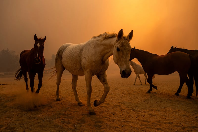 Horses gallop in an enclosure at Swanhill Farms as the Mountain Fire burns in Moorpark, California (Noah Berger/AP)