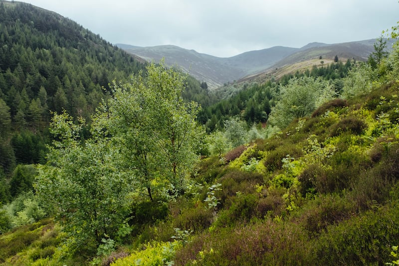 Forestry England has announced nature restoration plans across 8,000 hectares