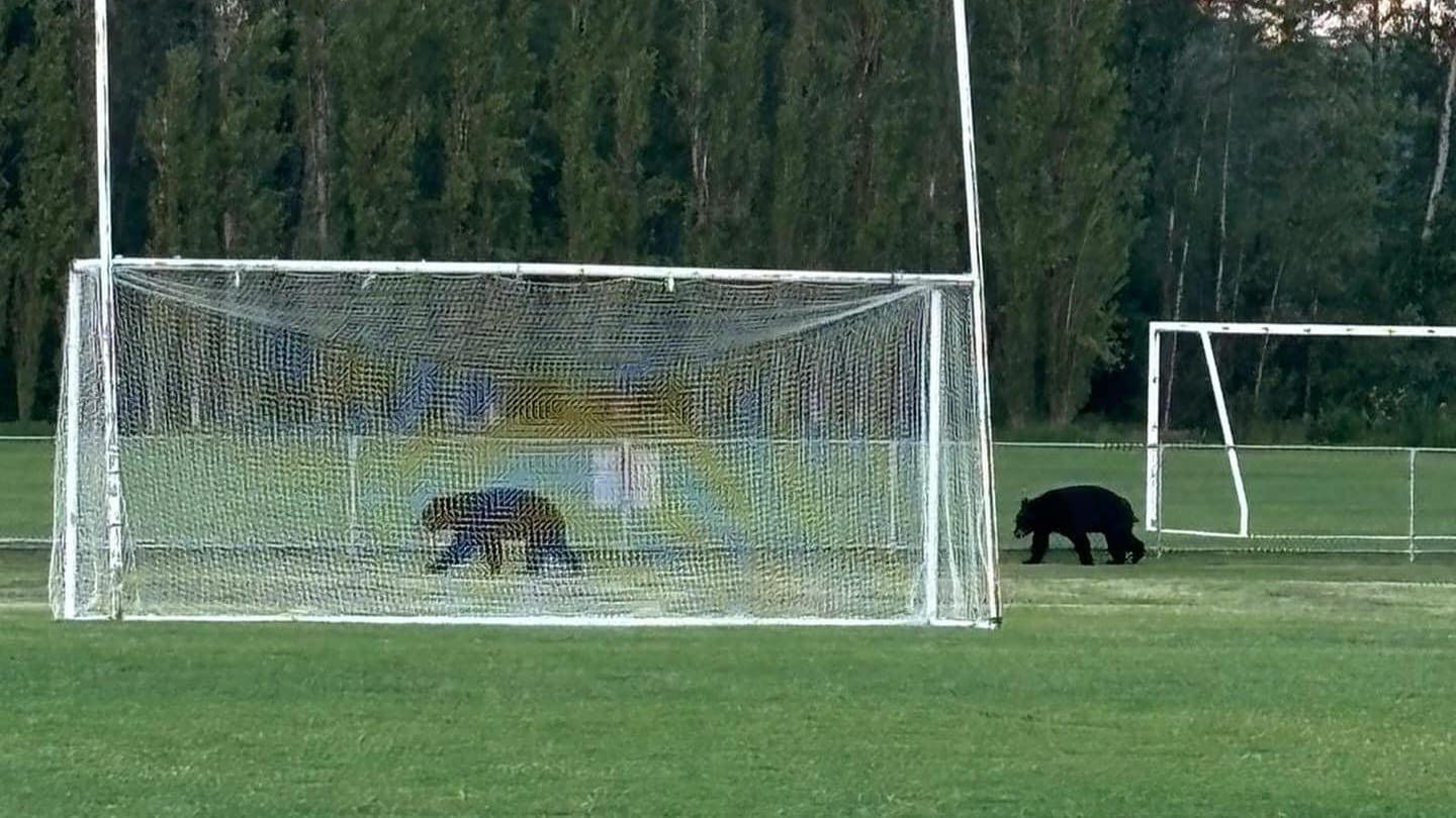The bears took a stroll behind the goalposts in Vancouver