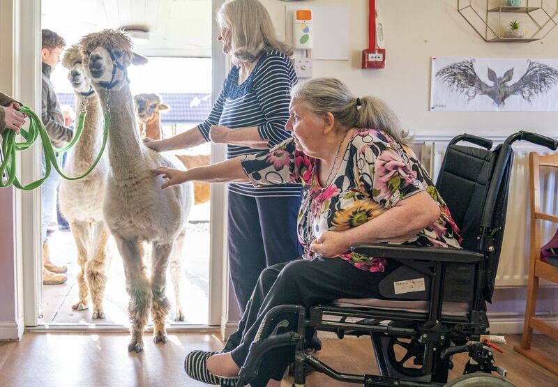 Alpacas care home visit