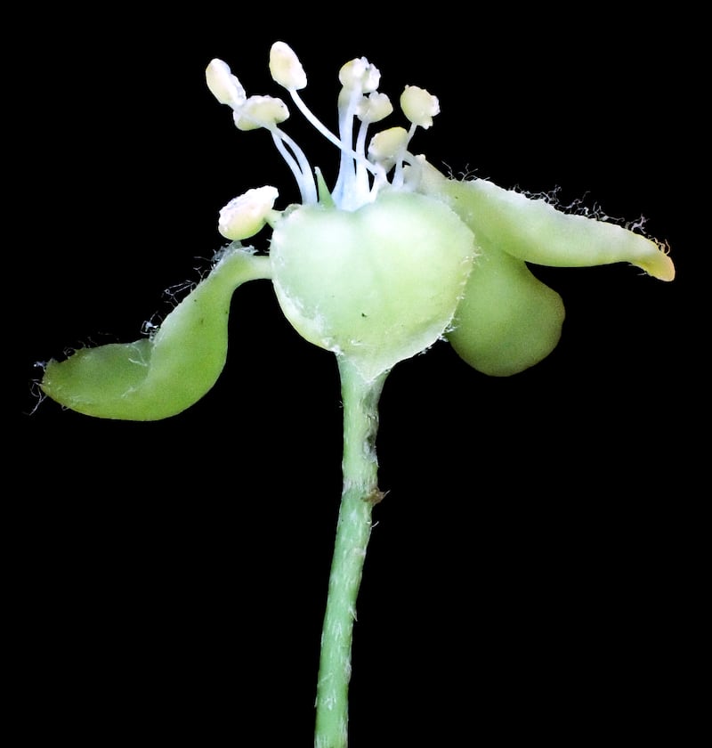 Chlorohiptage vietnamensis – a new genus and individual species endemic to Vietnam, in the tropical liana family Malpighiaceae. (Truong VanDo)