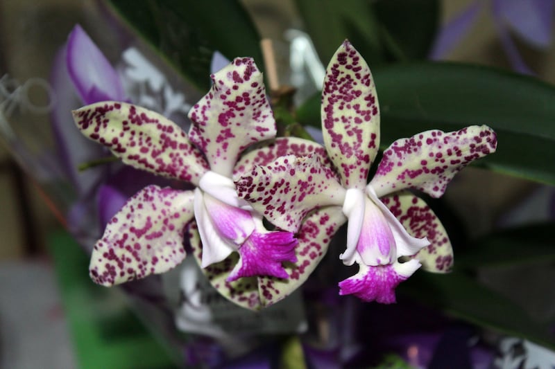 Speckled flowers of a cattleya orchid