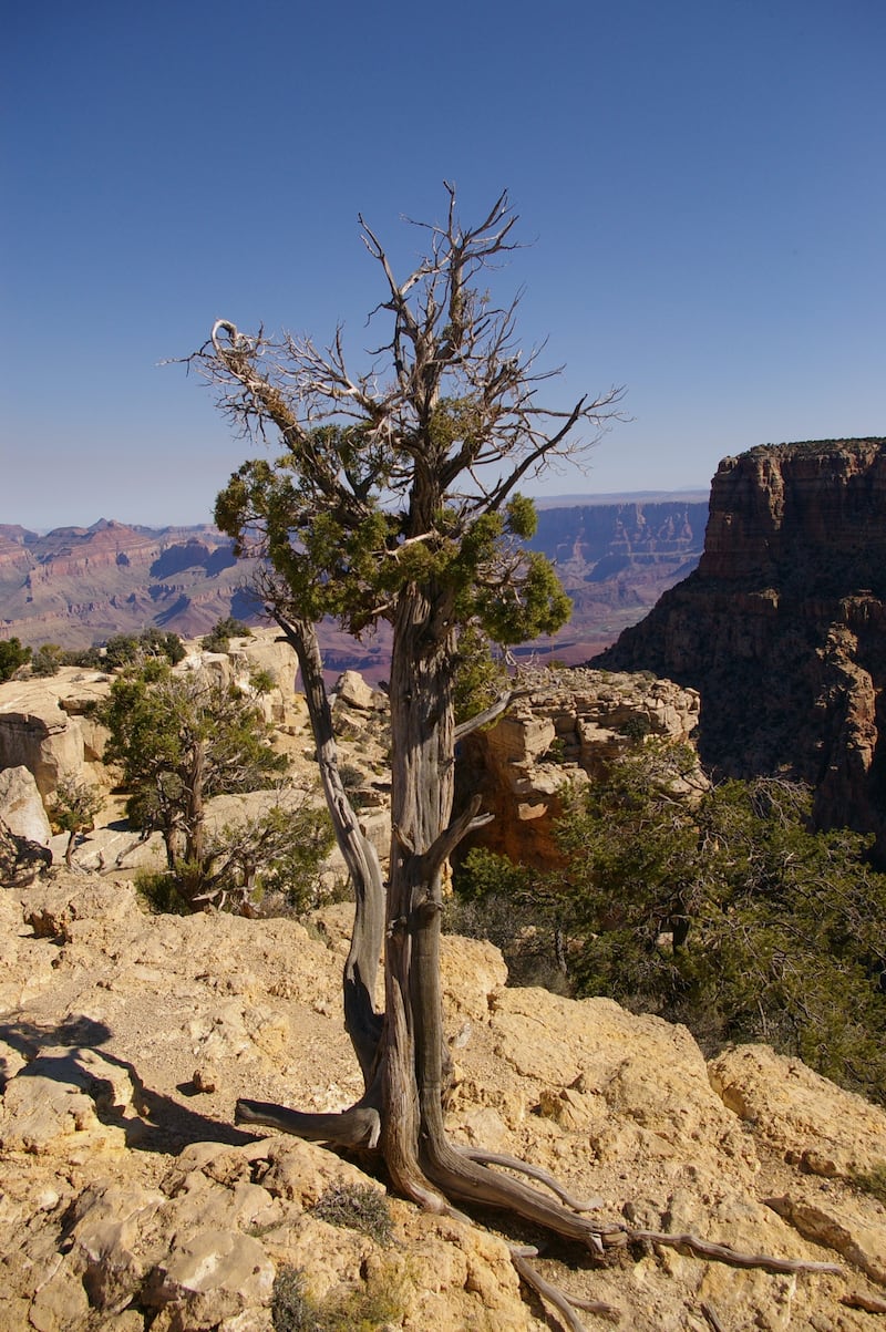 Tree in need of a drink, Grand Canyon