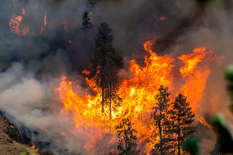 Trees and vegetation go up in flames at the River Fire (August Frank/Lewiston Tribune via AP)