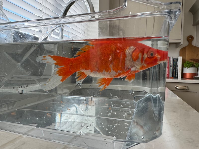 The goldfish, named Alice, spent some time in a freezer drawer while Ben Beska purchased a tank