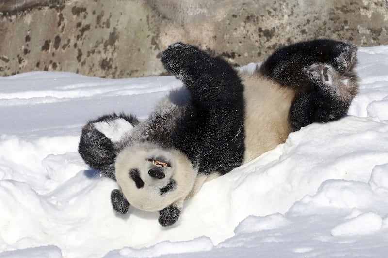 Male panda Hua Bao, named Pyry in Finnish, rolls in snow during the official opening of the Ahtari Zoo Snowpanda Resort in Ahtari, Finland, in 2018 (Tommi Anttonen/Lehtikuva via AP)