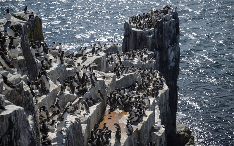 Seabirds nesting on the cliff faces of Inner Farne earlier this summer. (Rachel Bigsby/National Trust)