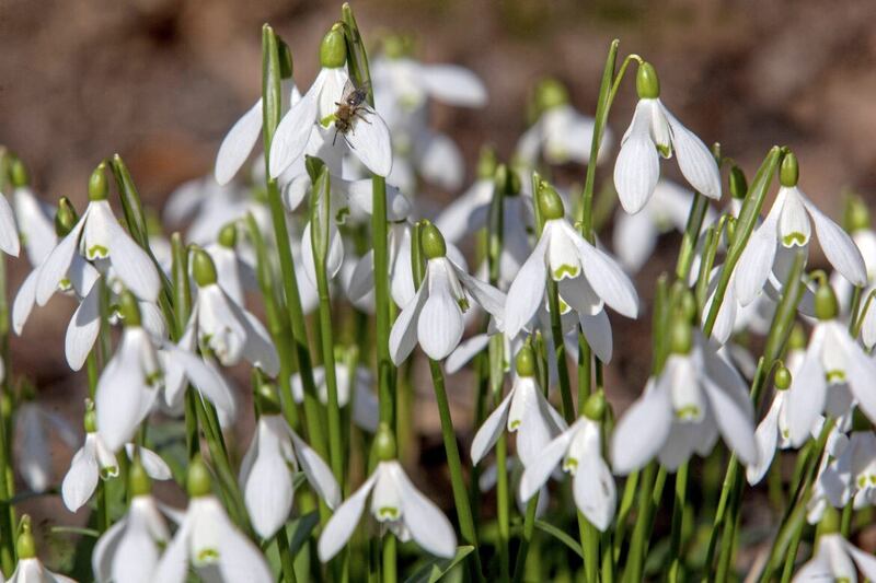 Snowdrops are among the first bulbs to appear in late winter and early spring 