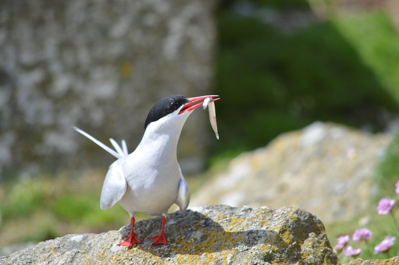 Arctic tern Sterna paradisaea, adult with sandeel, The Skerries, North Wales (Chantal Macleod-Nolan/RSPB)