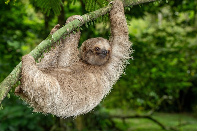 The sloth is the national animal of Costa Rica