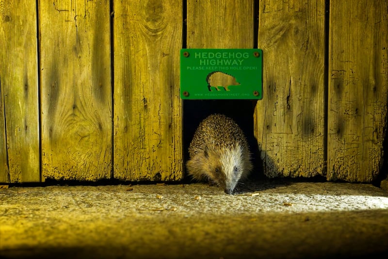 A hedgehog going through a Hedgehog Highway. (PTES & BHPS/Christopher Morgan)