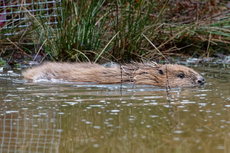 One of the beavers swimming off into the pond after emerging from its travel cage (Nick Upton/Ewhurst/PA)