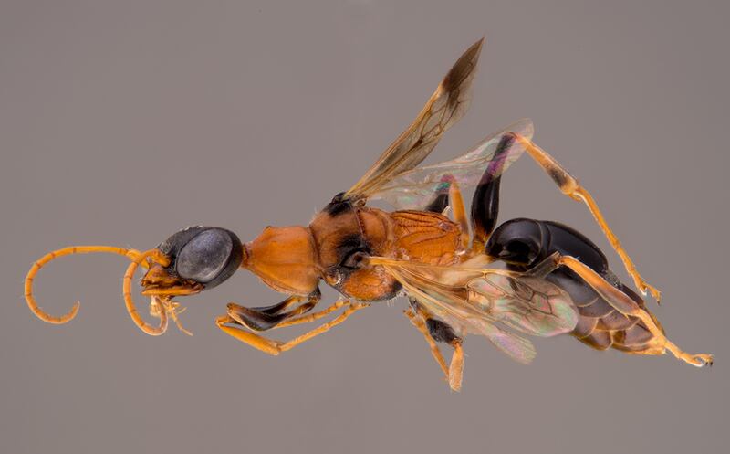 A wasp named Ampulex dementor.