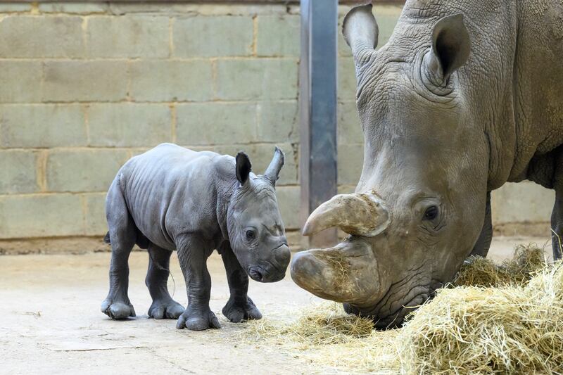 The baby rhino with his mother