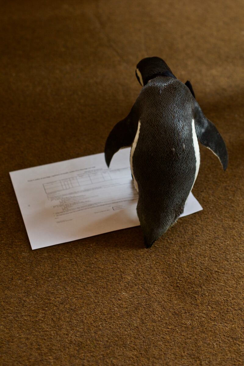 Penguin with a marriage certificate