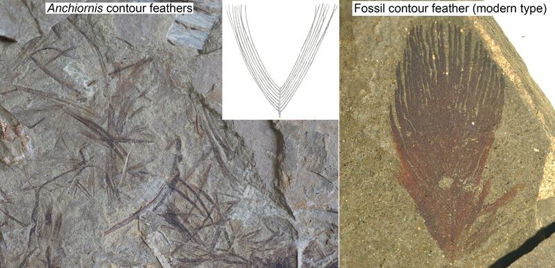 Fossil feather comparison.