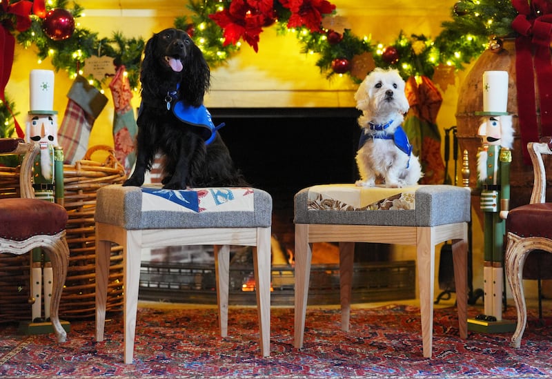 Missy, a spaniel, and Percy, a Maltese cross, were brought from Windsor to the the King’s Gloucestershire estate