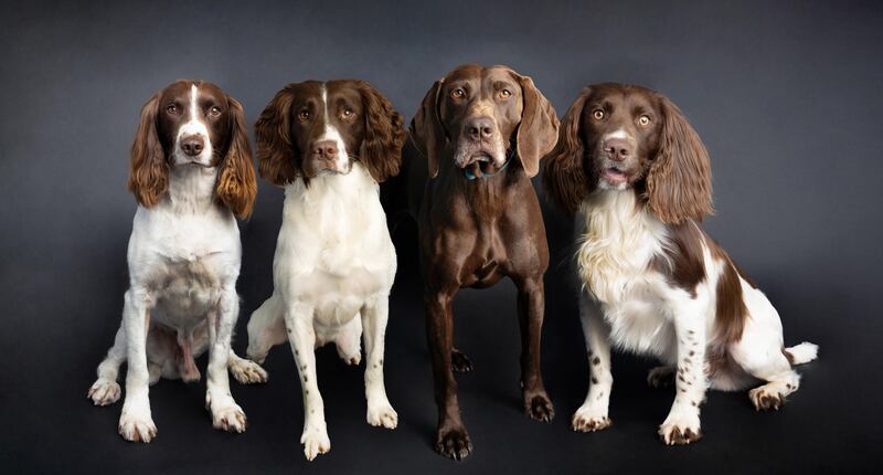 Conservation Detective Dogs NI team, Rufus. Jasper, Ziba, Monty