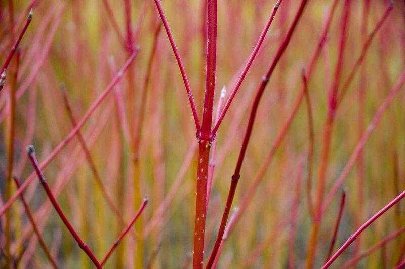 Cornus alba &#39;Sibirica&#39; has the brightest stems of all the dogwoods 