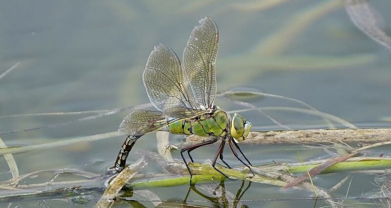 An emperor dragonfly 