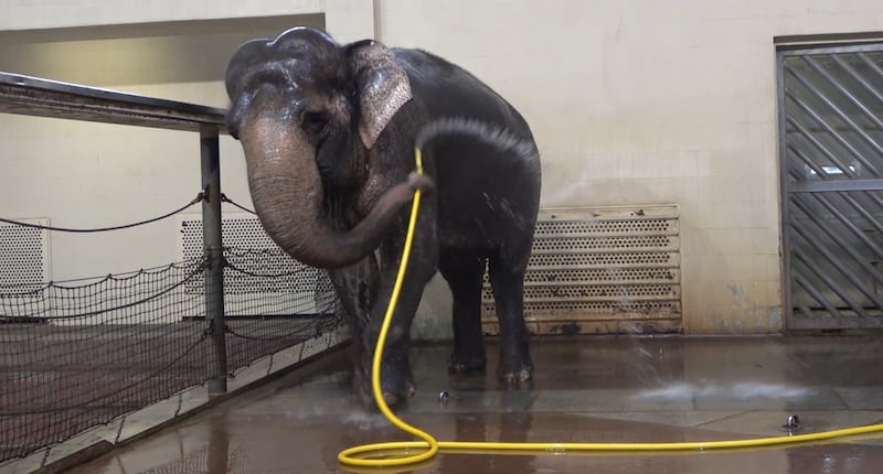 Screen grab of Mary skilfully navigating the hose around her body (Urban et al/Current Biology)