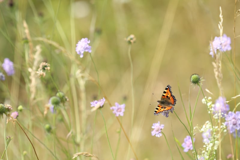 Small Tortoiseshell butterflies are among those seeing their worst year this year