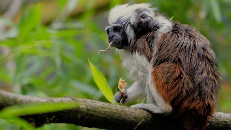 Cotton-top tamarin monkey Maxi and her newborn baby