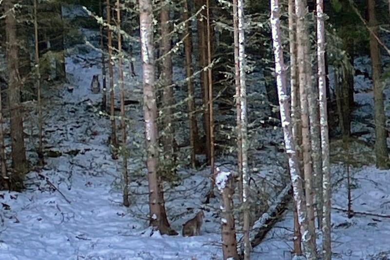 Two lynx were successfully captured in Cairngorms National Park on Thursday after they were illegally released