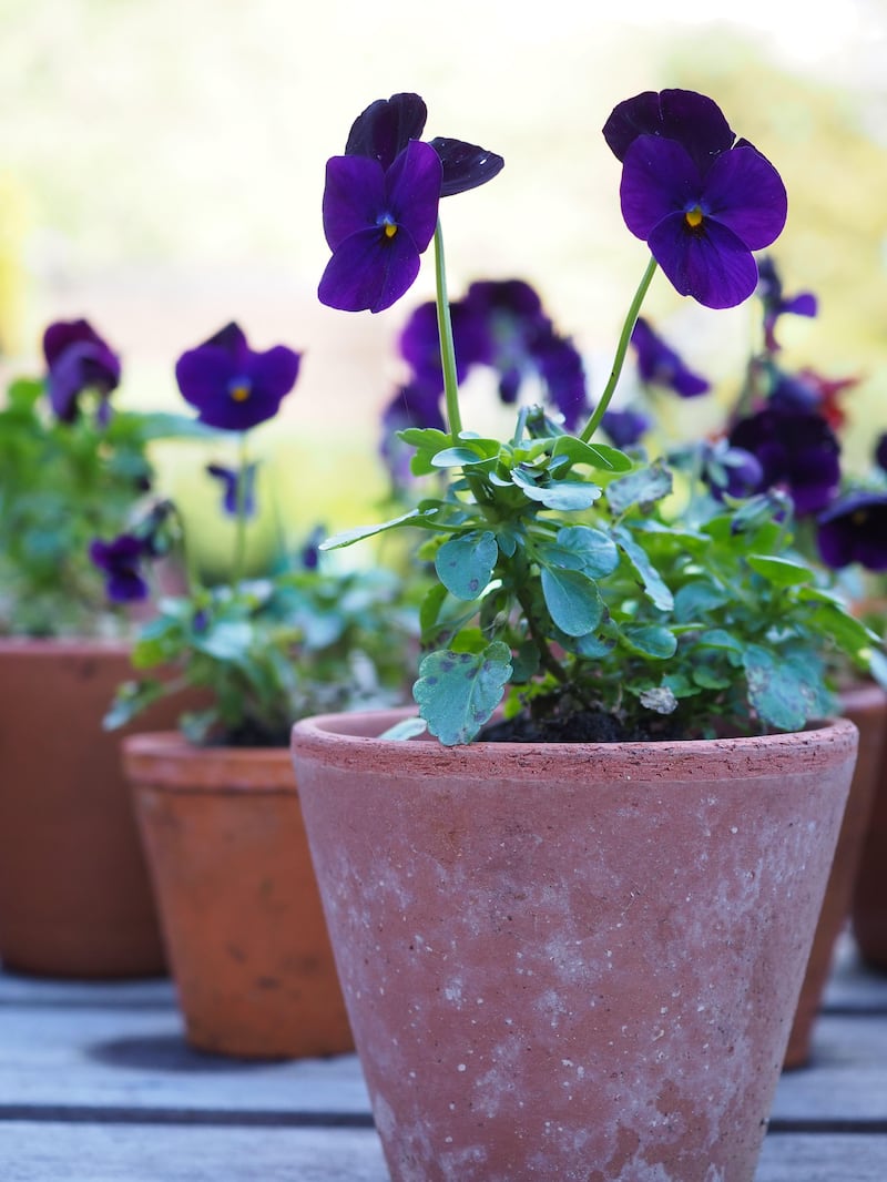 Violas in pots