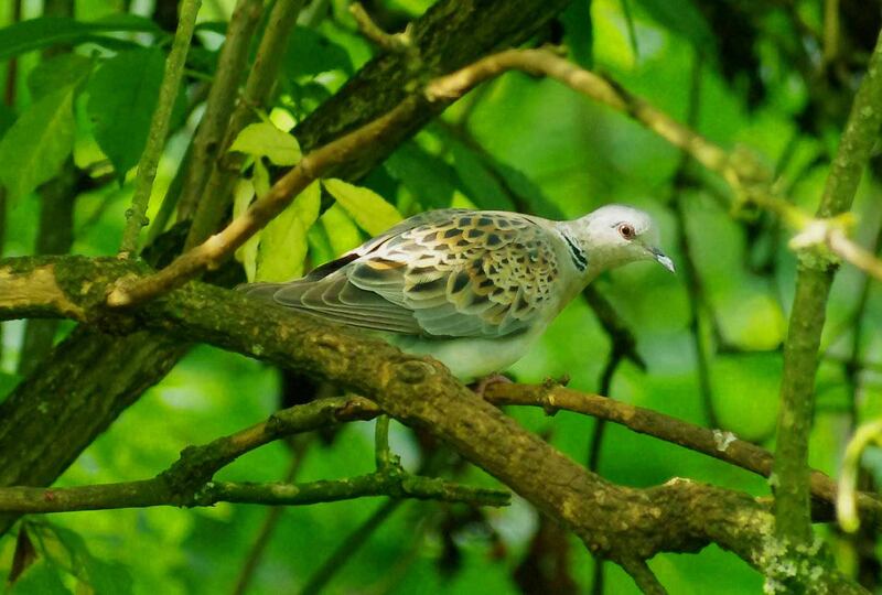 Turtle doves have not been seen in the area for decades