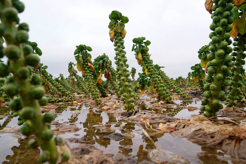 A flooded field of Brussels sprouts at TH Clements near Boston, Lincolnshire in January