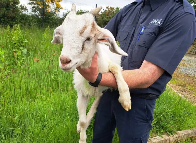 Ivy safe in the arms of an ISPCA worker following her rescue. PICTURE: ISPCA