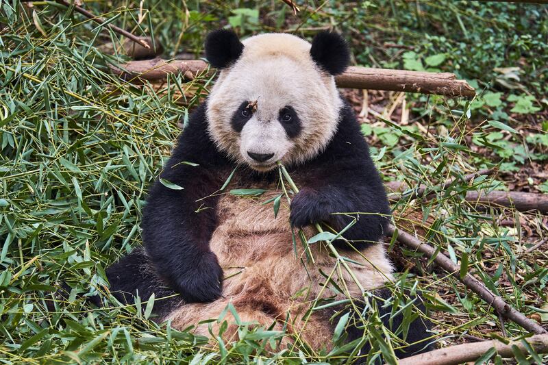 Pandas in Chengdu