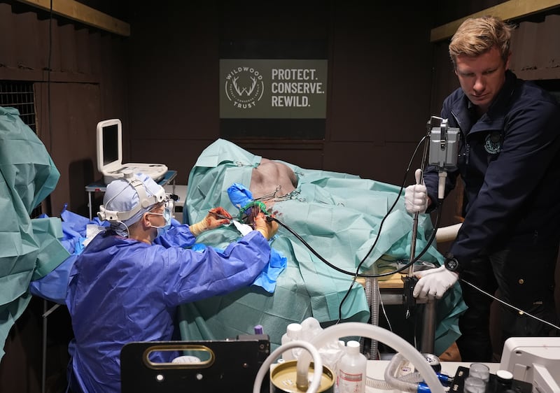 Specialist wildlife vet Romain Pizzi performs surgery to drain fluid from the brain of brown bear Boki