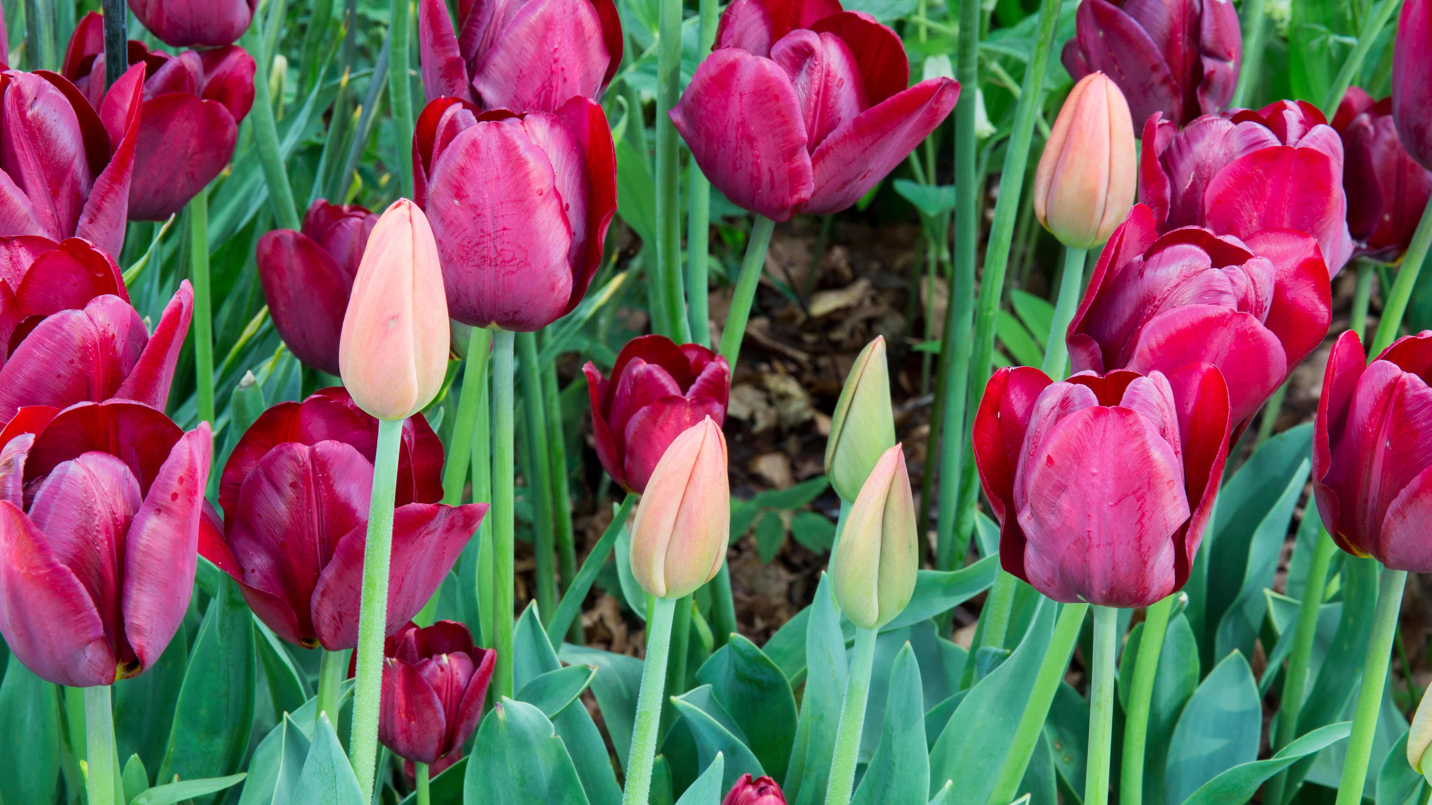 A Kew horticulturist offers tips on whether it’s worth lifting your tulips