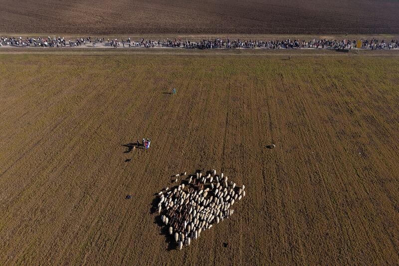 Sheep graze as students march through fields in northern Serbia (Armin Durgut/AP)