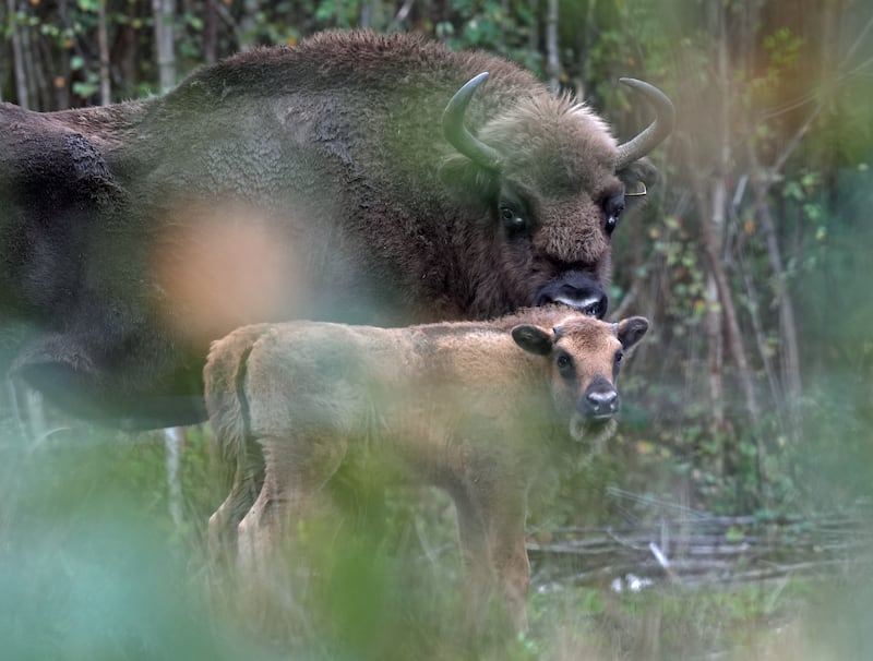 The bison have been introduced to the woodland to help tackle the nature and climate crises