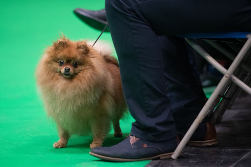 Crufts Dog Show – Day One