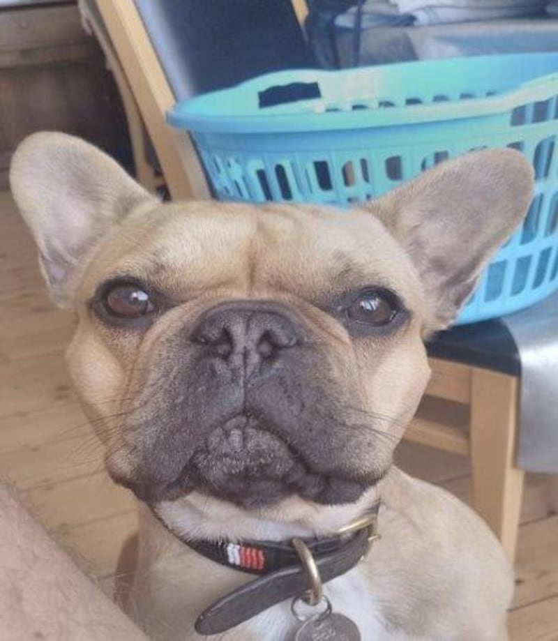 The image of Bob the French bulldog which helped the NCA track down drug traffickers