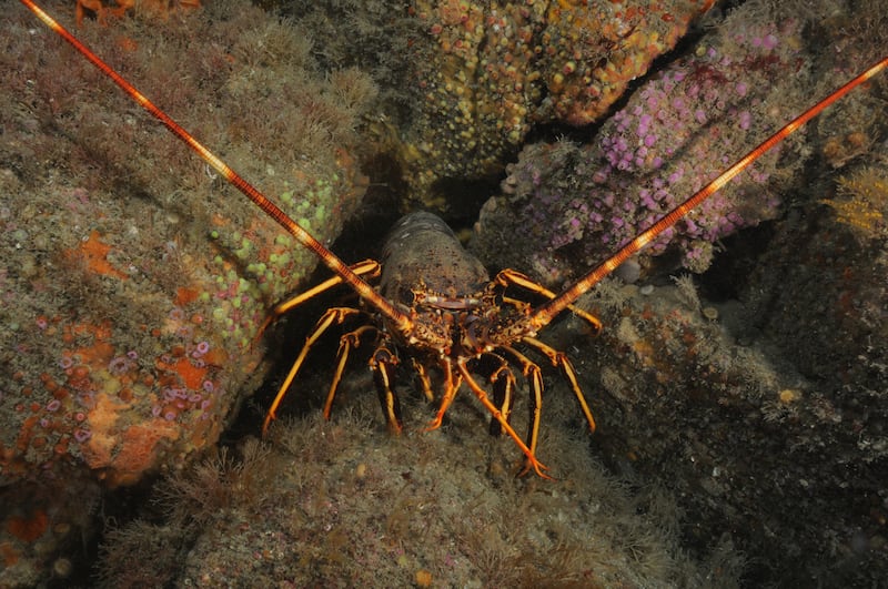 A spiny lobster was found in Wembury Bay for the first time in ‘living memory’