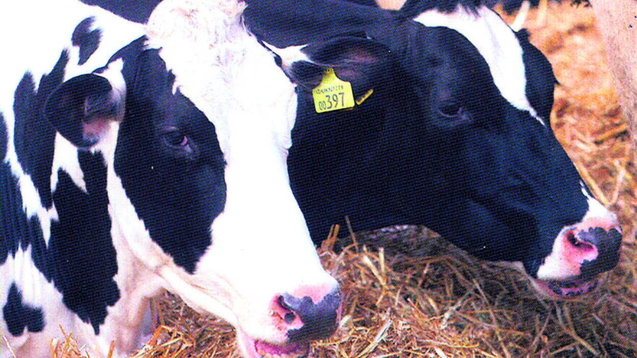TMC is now part of the LacPatrick Group which processes milk from dairy cows across more than 1,000 farms 