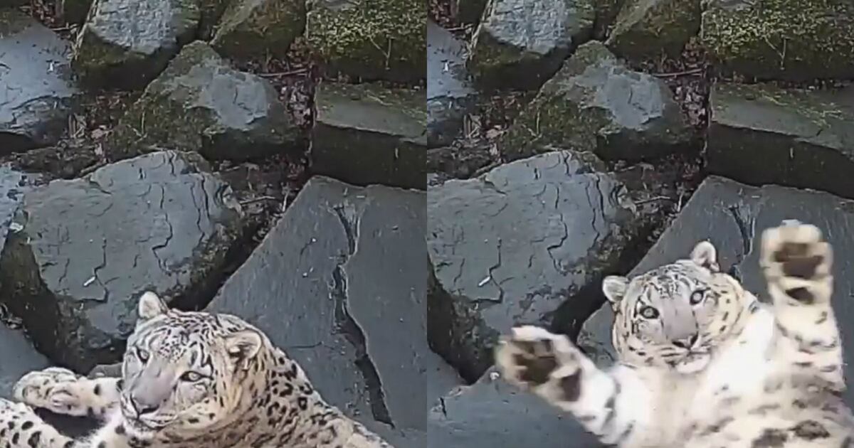 Snow leopards arrive at Chester Zoo for first time in 93-year history