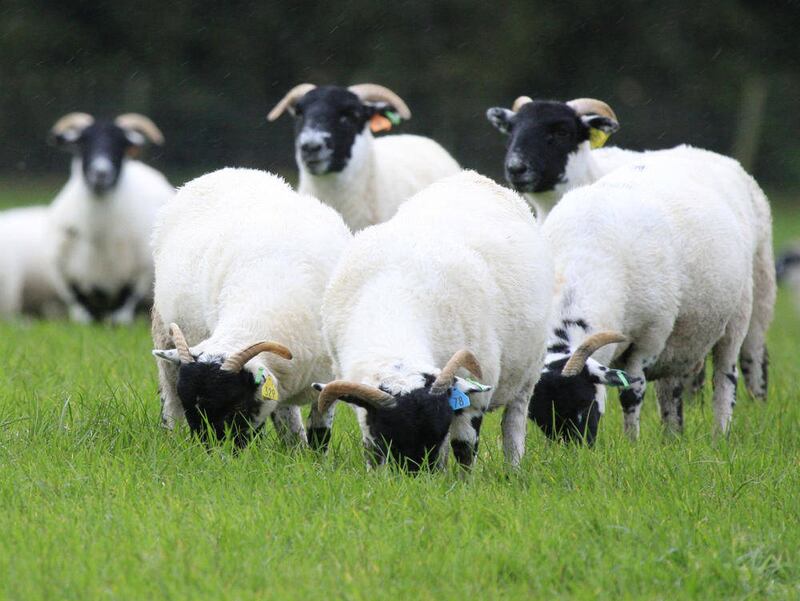 Almost half of all sheep reared in the north for meat are exported to the Republic 