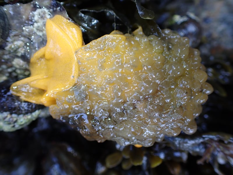 Warty Doris sea slug in Sussex