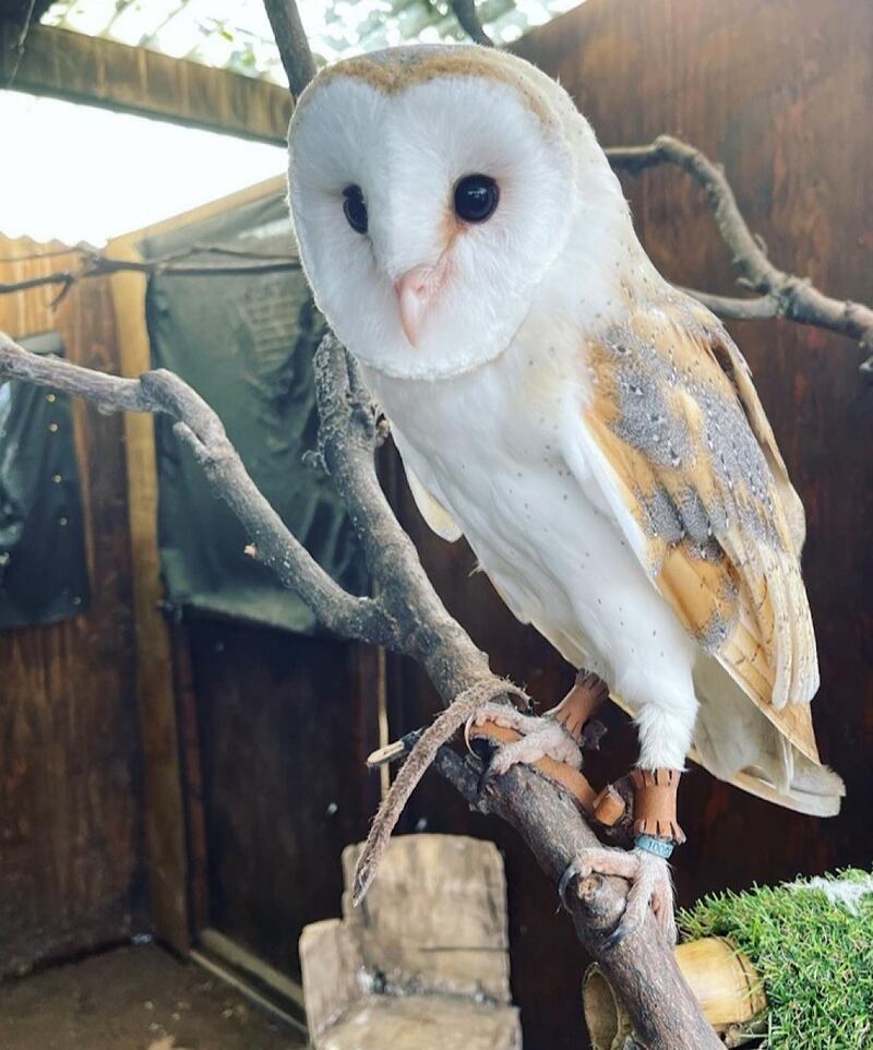 The college said a barn owl has gone missing after the incident