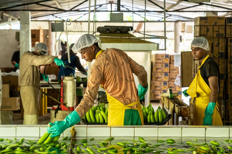 Workers processing bananas at a farm near Orihueca, in the region of Magdalena, Colombia in February 2024. (Chris Terry/Fairtrade)