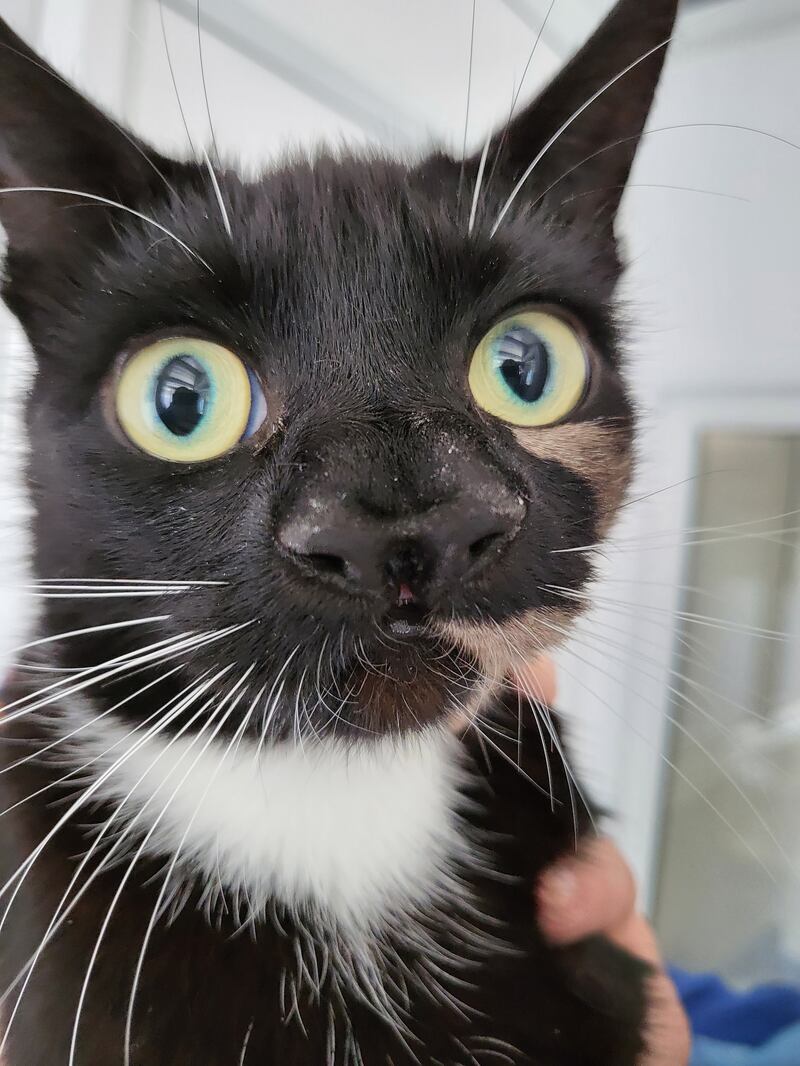 Black and white cat with two noses