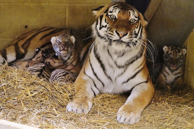 It is Yana’s second litter of cubs